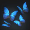 Butterflies free 3d model