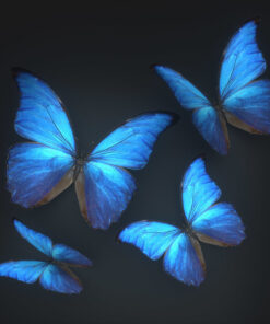 Butterflies free 3d model