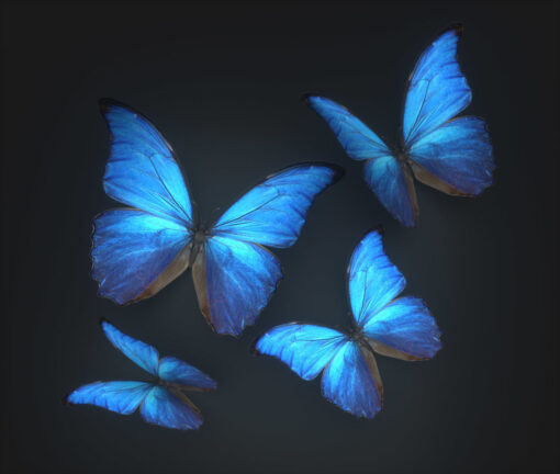 Butterflies free 3d model