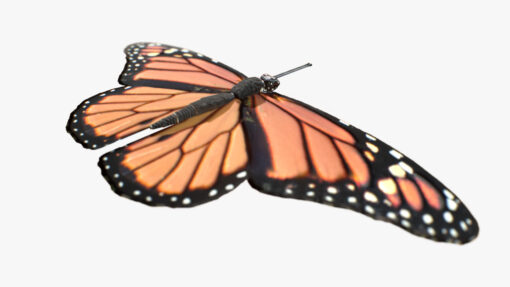 Butterfly 3D Model FBX