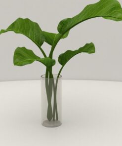 Plant in Glass Vase 3D Model Download