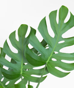 monstera potted flower blender free download