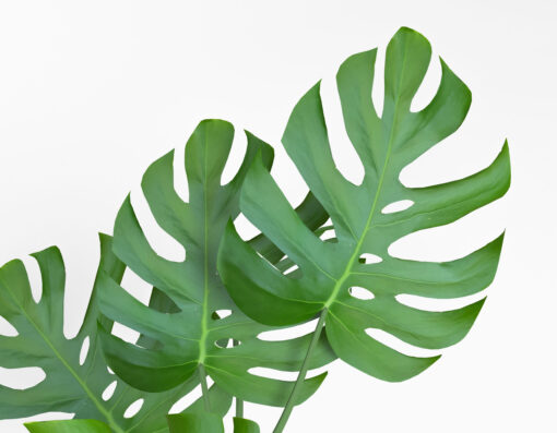 monstera potted flower blender free download