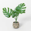 monstera potted home flower 3d model max obj fbx blender