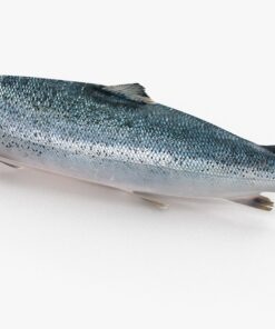 3D Salmon Trout