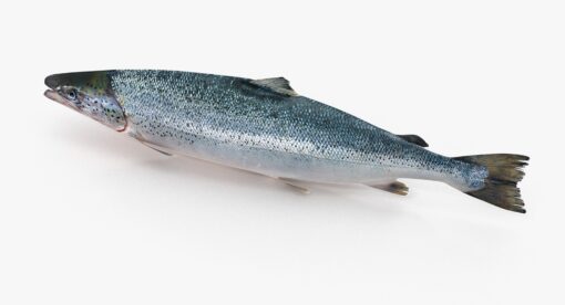 3D Salmon Trout