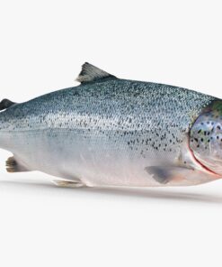 3D Salmon Trout Blender download