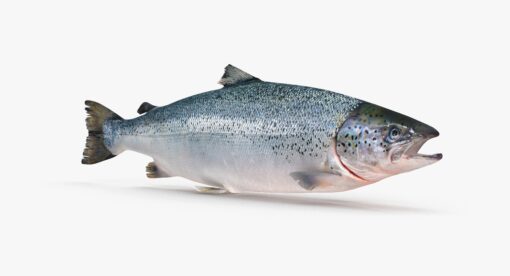 3D Salmon Trout Blender download