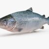 3D Salmon Trout FBX