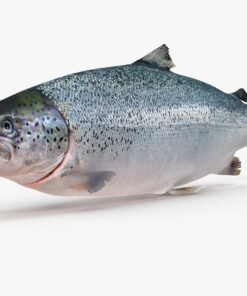 3D Salmon Trout FBX