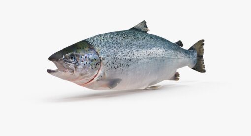 3D Salmon Trout FBX