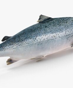 3D Salmon Trout Free download