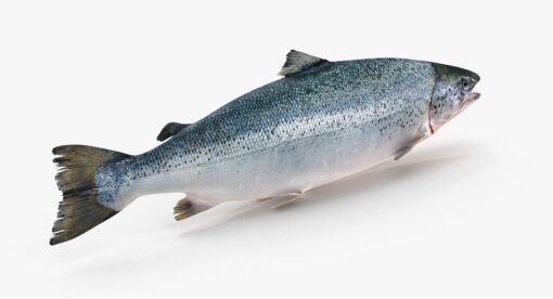 3D Salmon Trout Free download